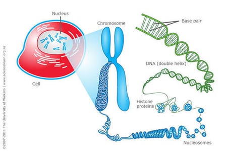 DNA