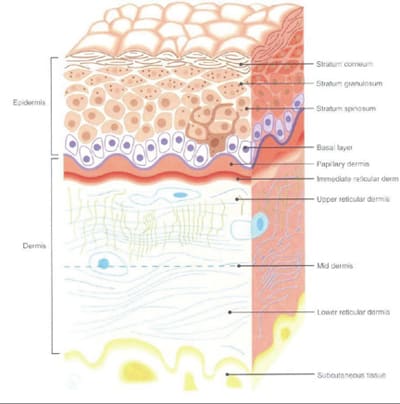 Skin Layers