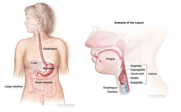 The esophagus