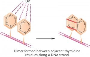 Thiamine Dimers.