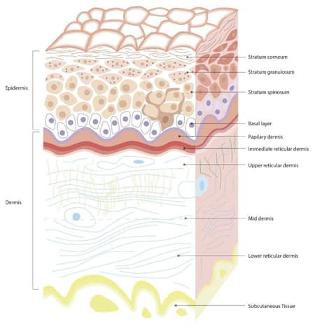 Skin Layers