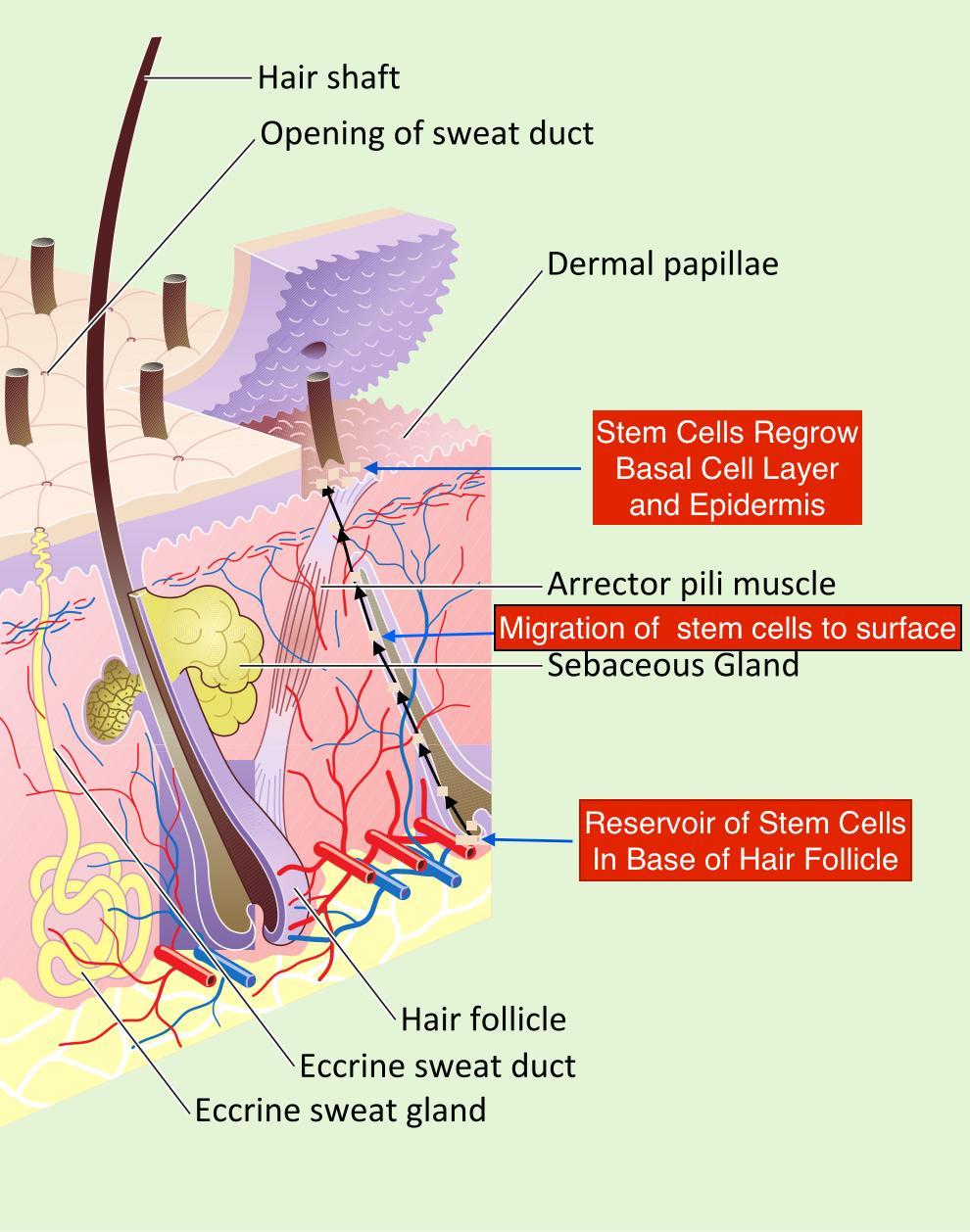 Stem Cell Regrowth